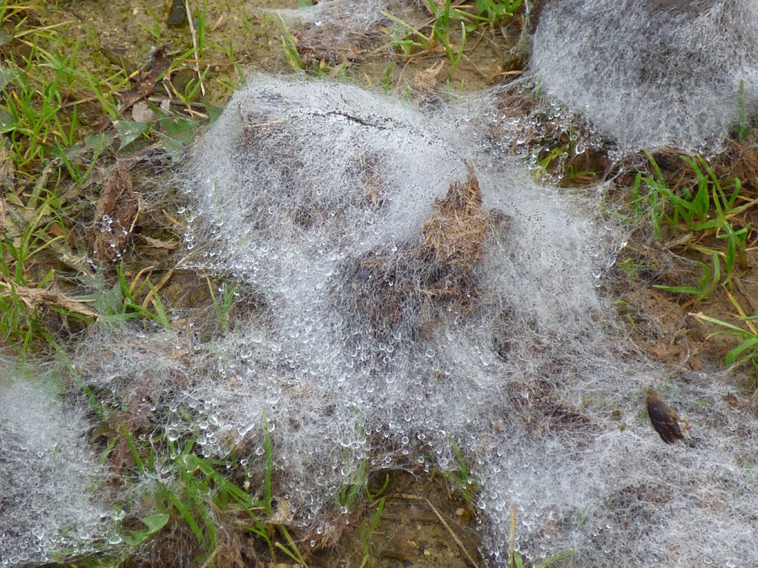 Joli voyage incongru